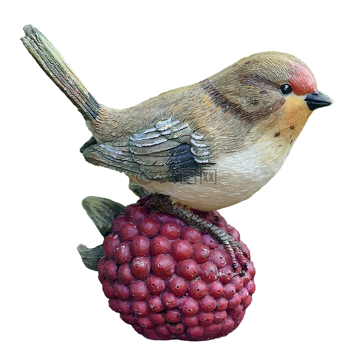 鸟,树莓,性质