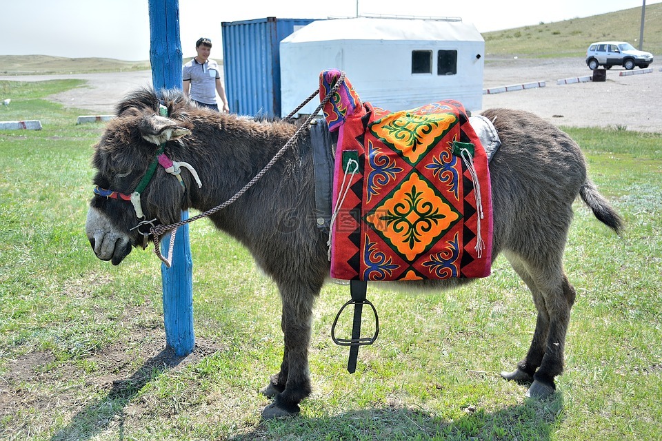 驴,动物,哈萨克斯坦的图案