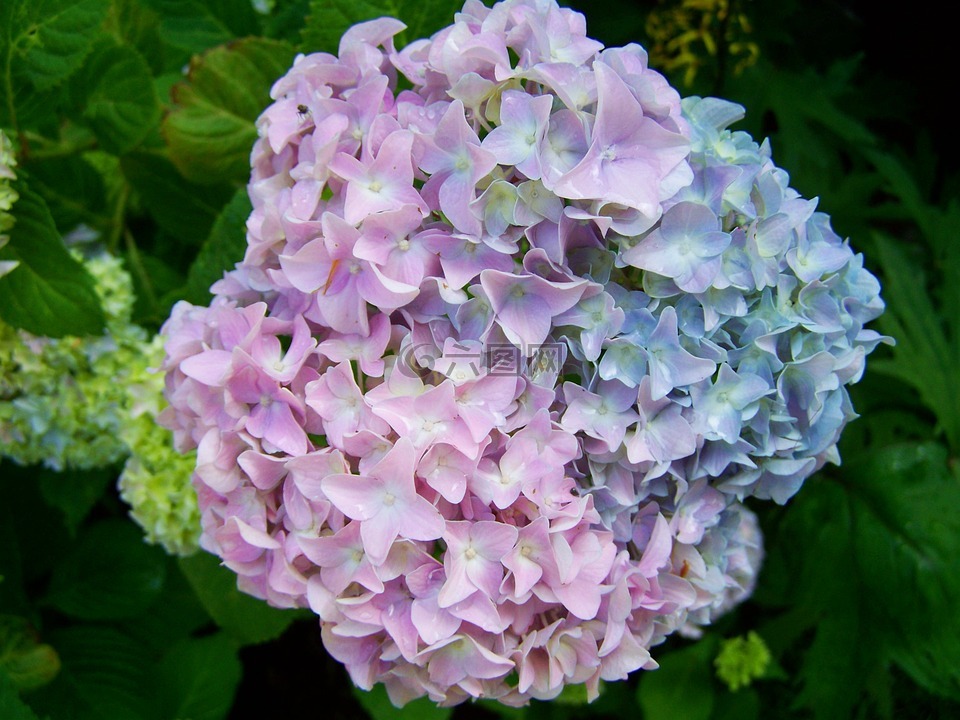 绣球花,蓝紫色花,夏季花卉园
