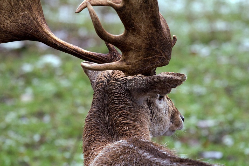 森林,野生,小鹿