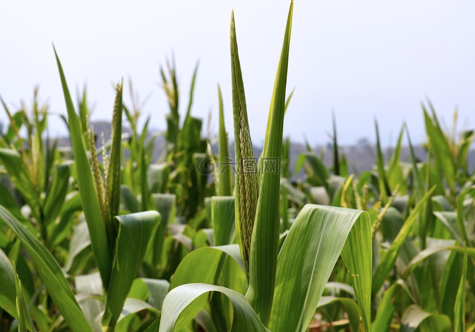 玉米田,植物,农业