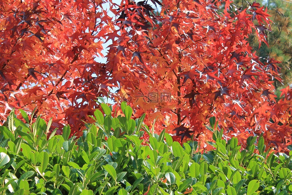 秋,枫,红色