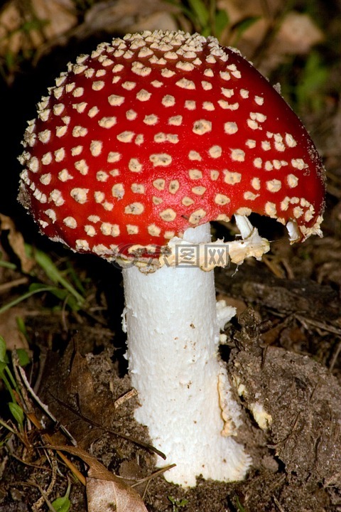 蘑菇,红色飞木耳香菇,matryoshka