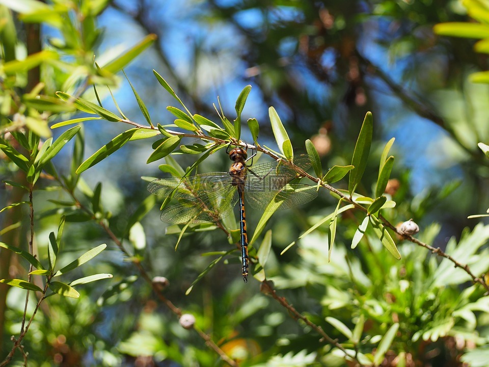 蜻蜓,甲虫，昆虫,澳大利亚原产