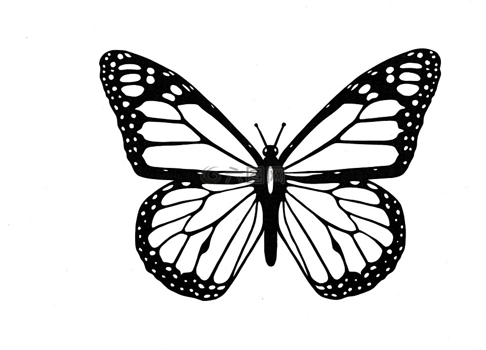 蝴蝶,黑色和白色,轮廓
