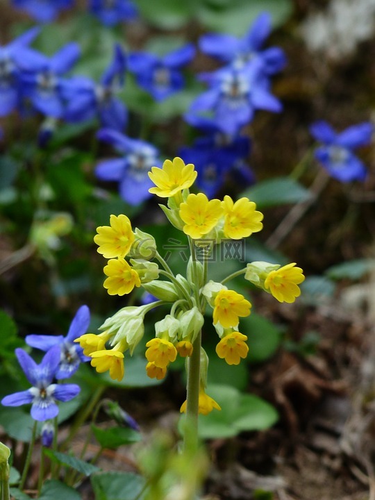 黄花九轮草,veris,鲜花