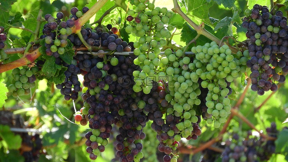 小道消息,葡萄,葡萄种植
