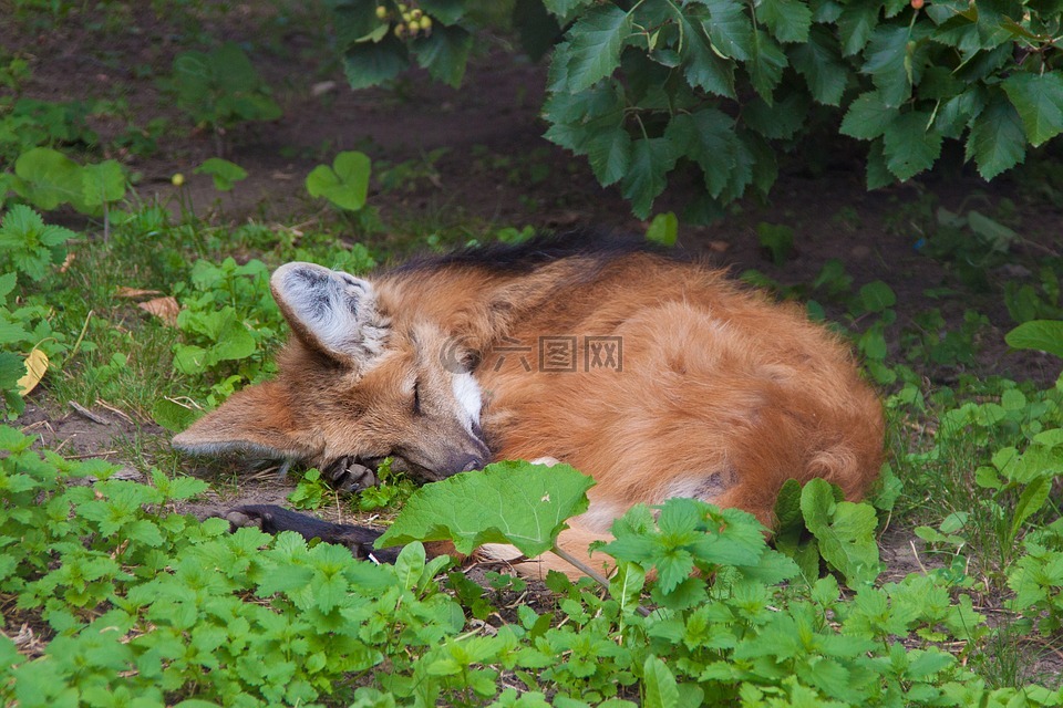 狐狸,睡,下一个灌木丛