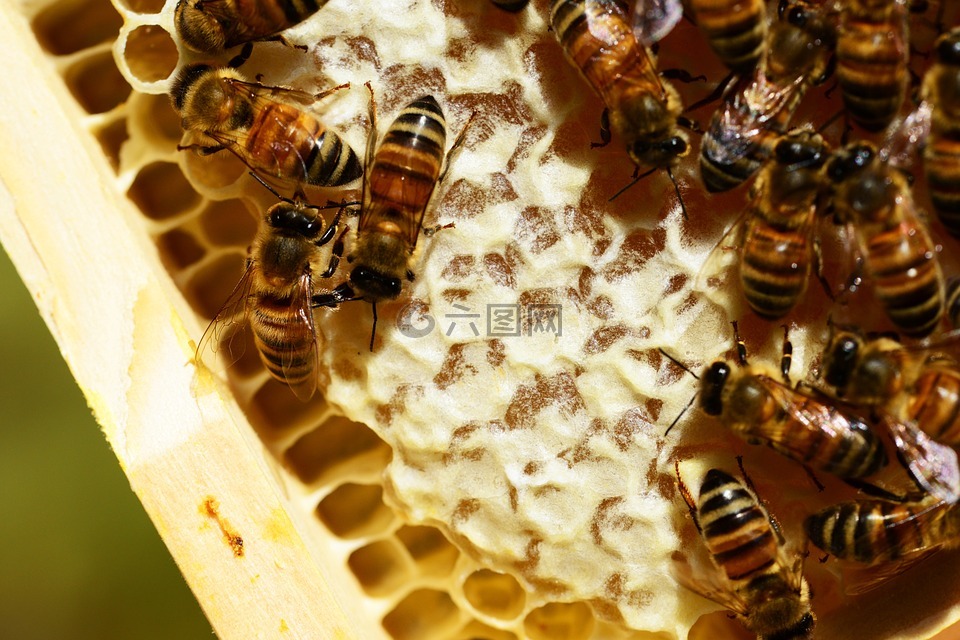 honeycombes,蜜蜂,蜂蜜