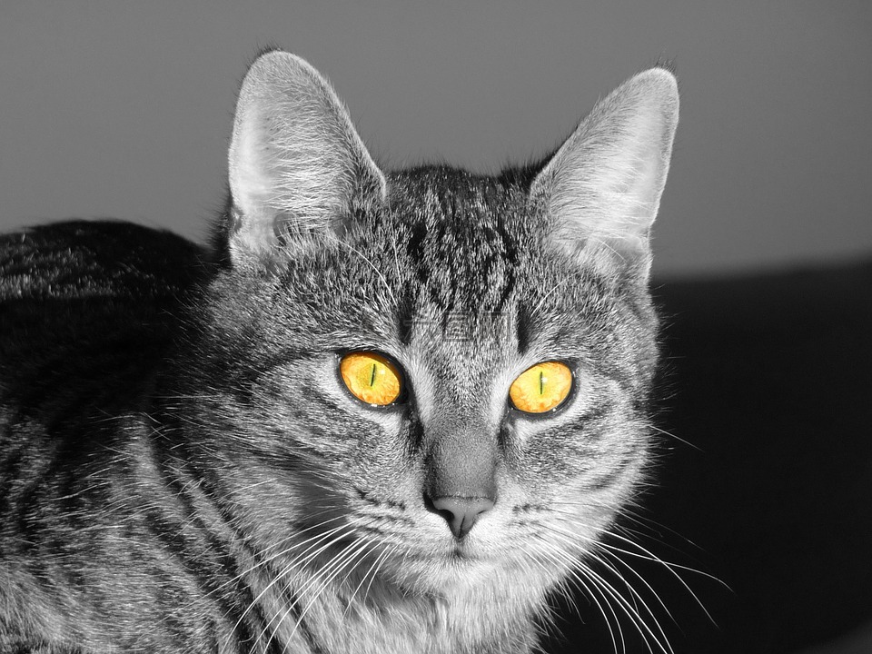 猫,眼睛,光