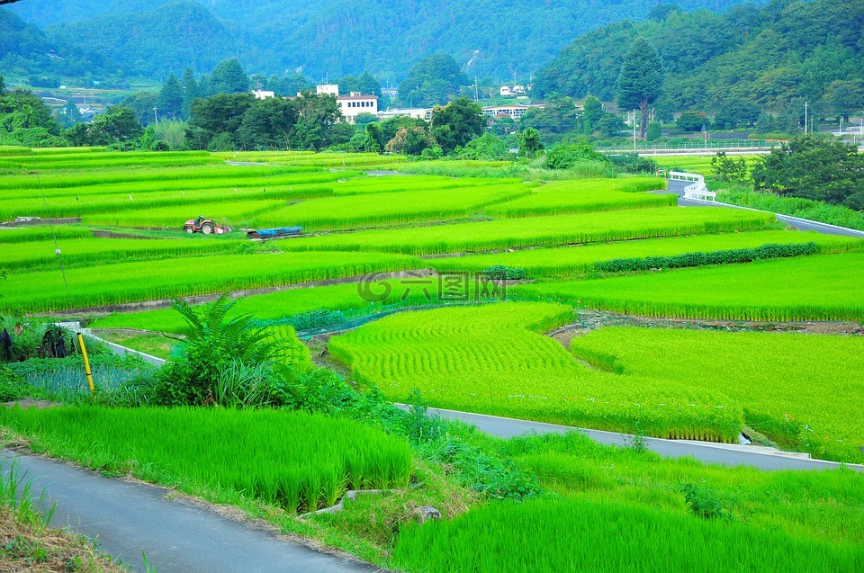 字段,山田的稻田,水稻梯田