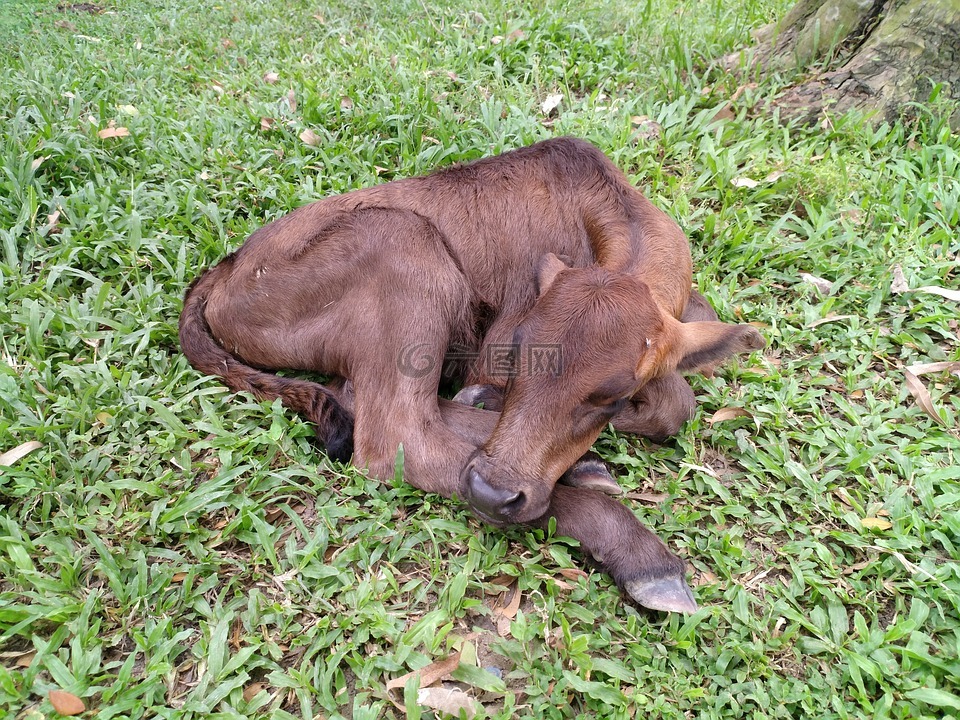 小牛,可爱的小牛,睡觉的小牛