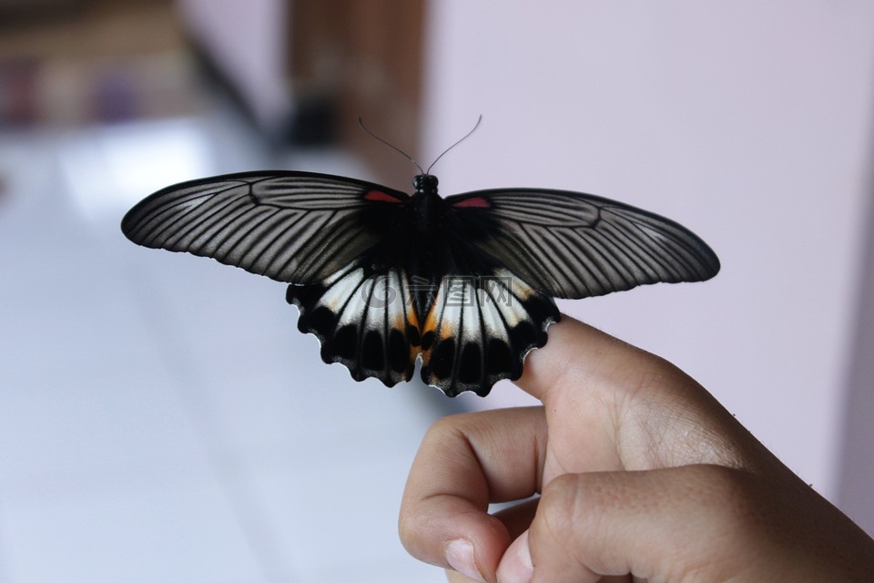 蝴蝶诞生,黑色和白色,昆虫