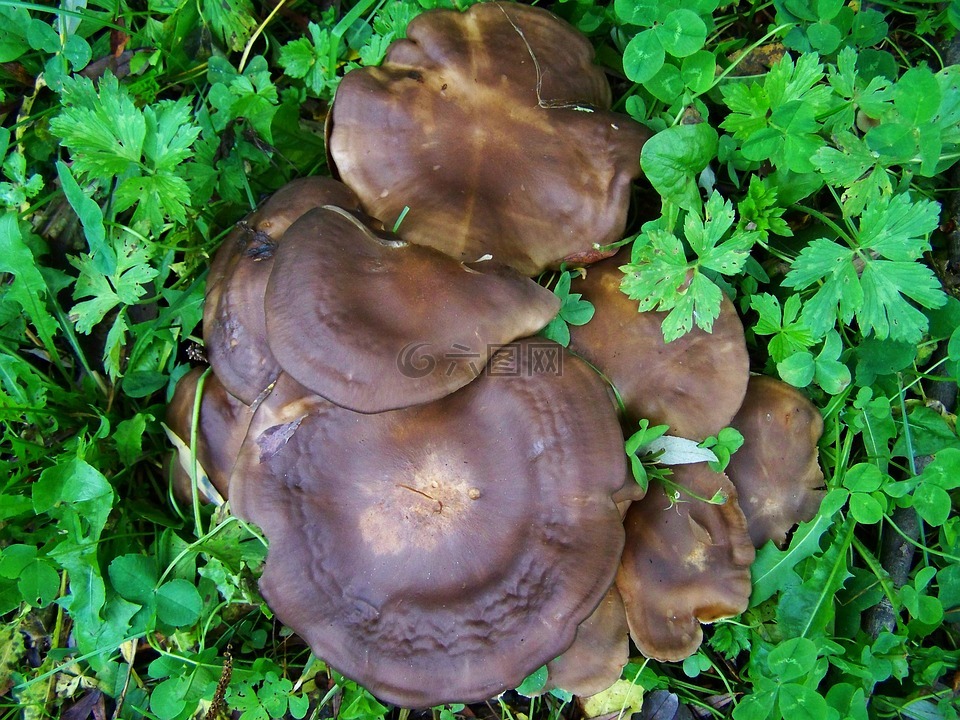 褐菇,蘑菇组,性质