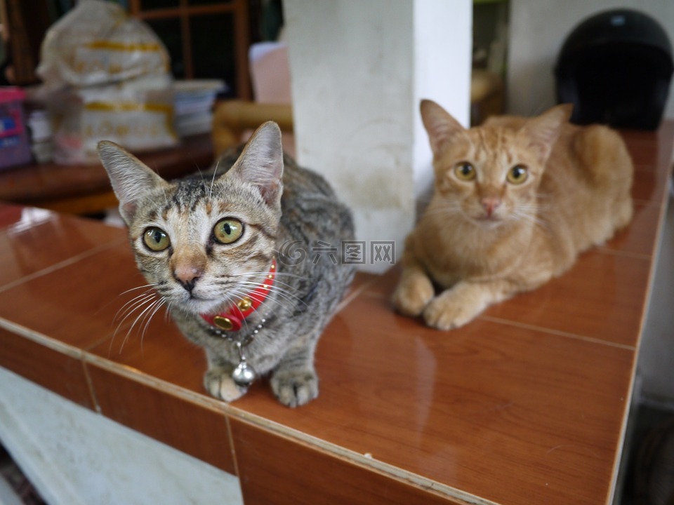 猫咪,巴厘岛,我的家