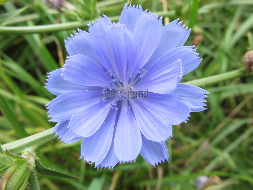 野花,菊苣,蓝色
