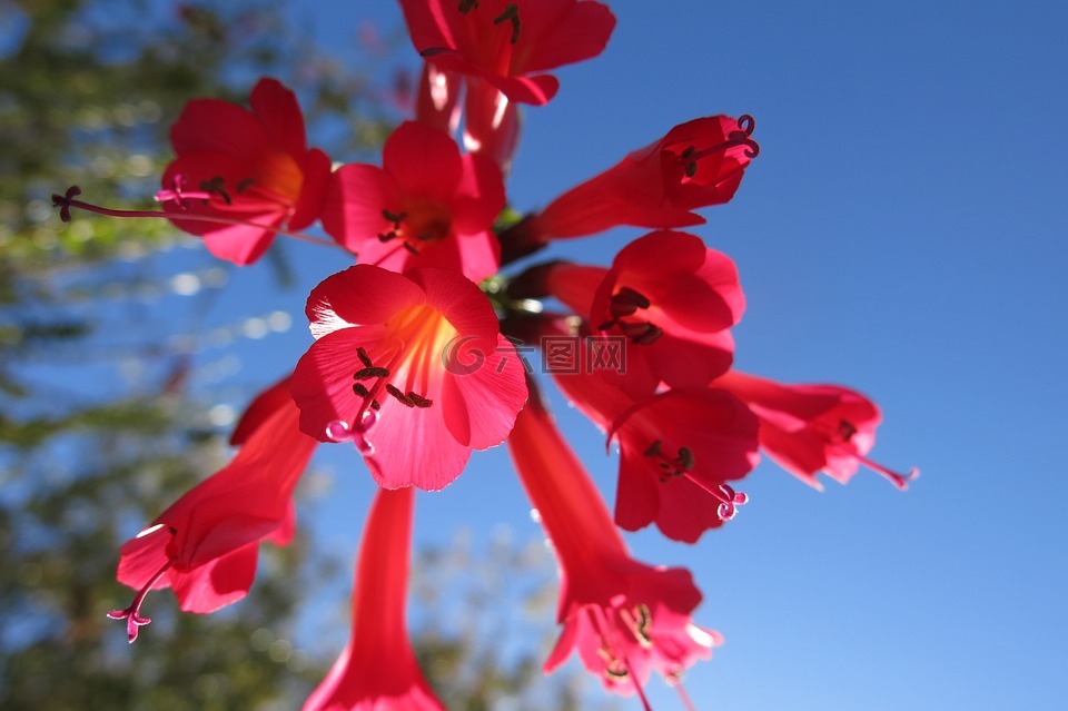 cantua buxifolia,国花秘鲁,蜂鸟的花