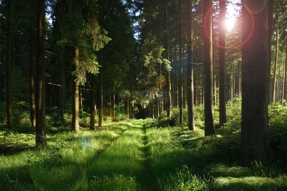 森林,森林路径,太阳