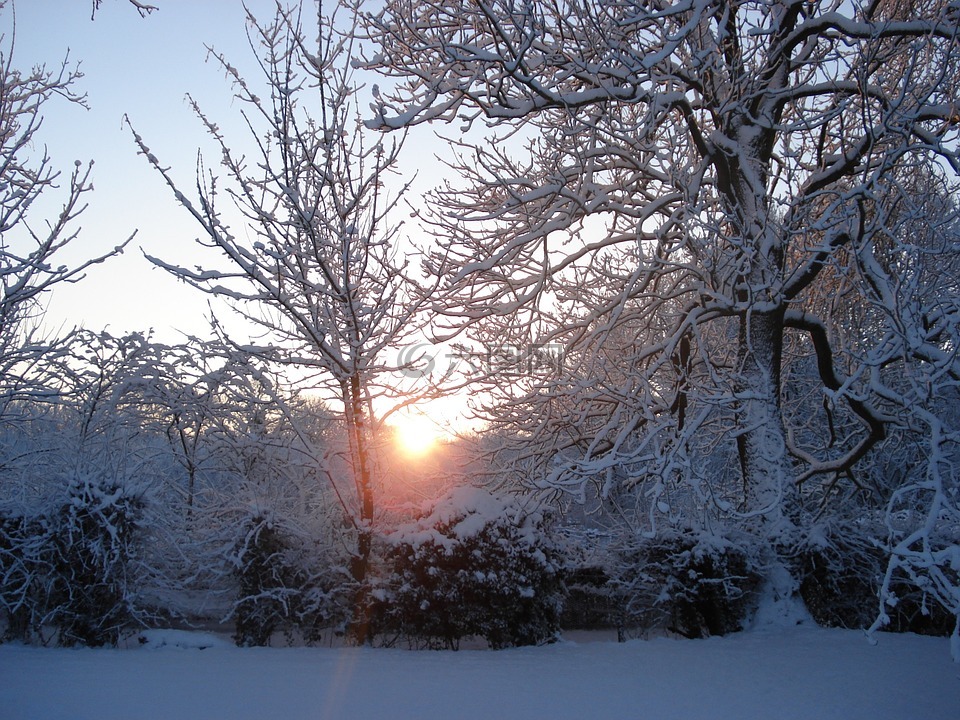 阳光透过树,雪花园,树
