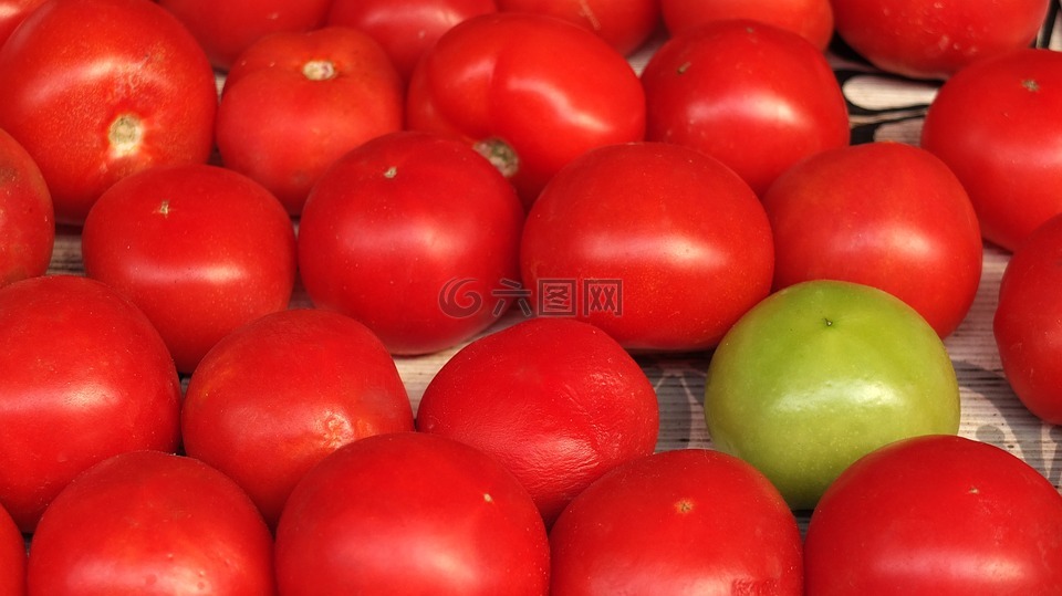 蕃茄,红色,绿色番茄