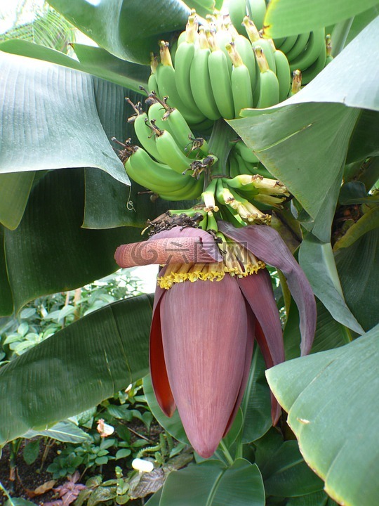 香蕉树,香蕉,灌木
