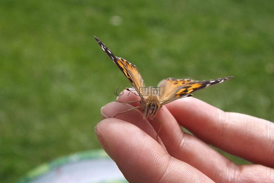 蝴蝶,手,翅膀