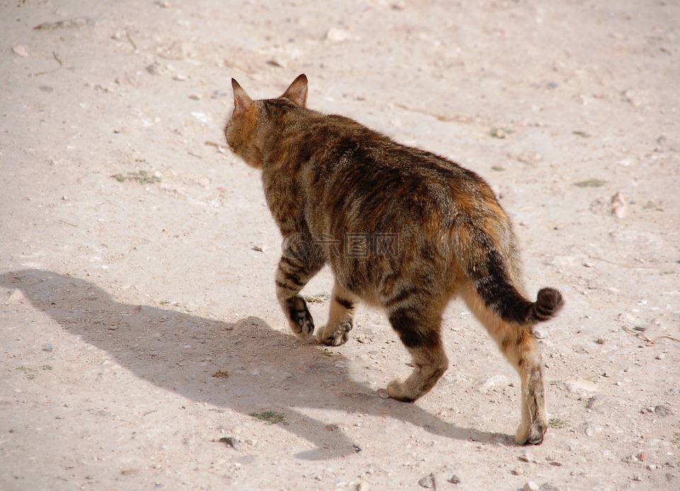 徘徊,猫,雄猫