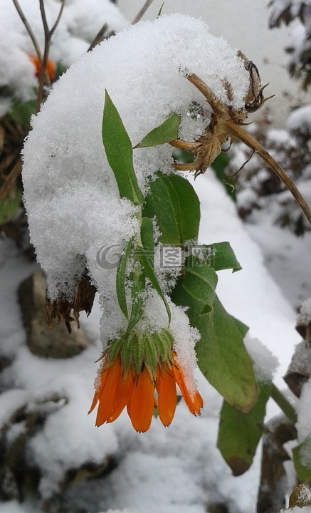 雪,冬天,花