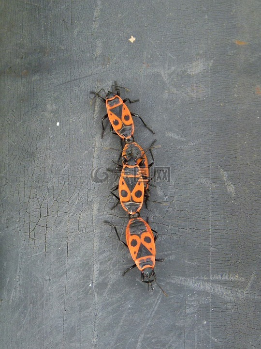 bug,pyrrhocoris金龟,昆虫