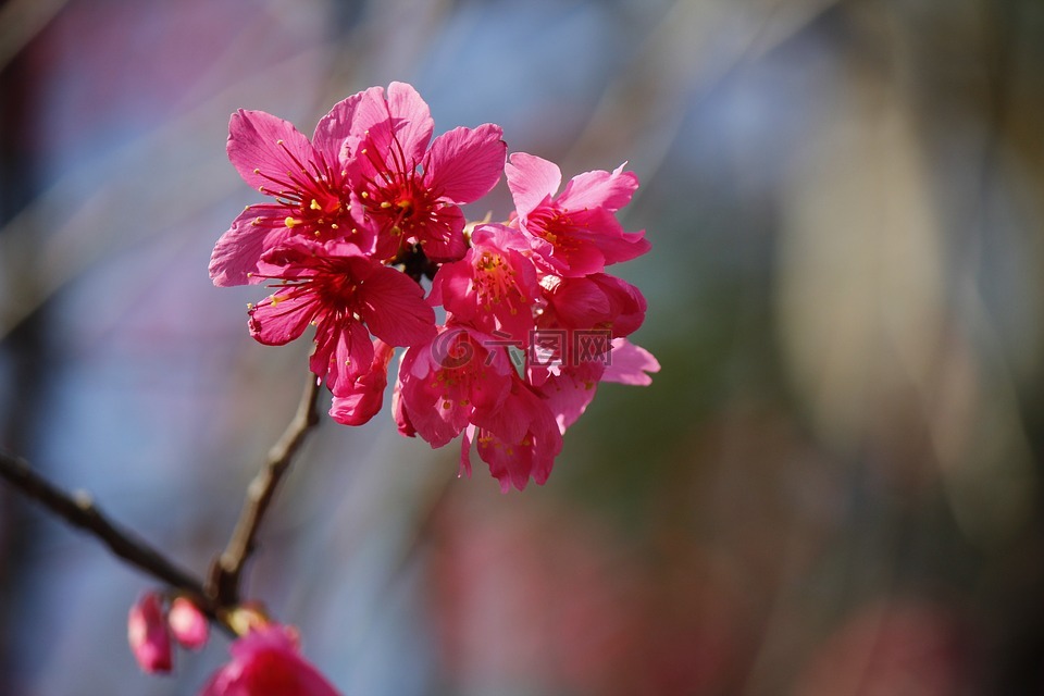 重瓣野櫻花,花特寫,桃紅色花