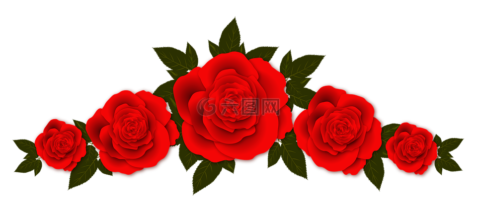 玫瑰,鲜花,小插图