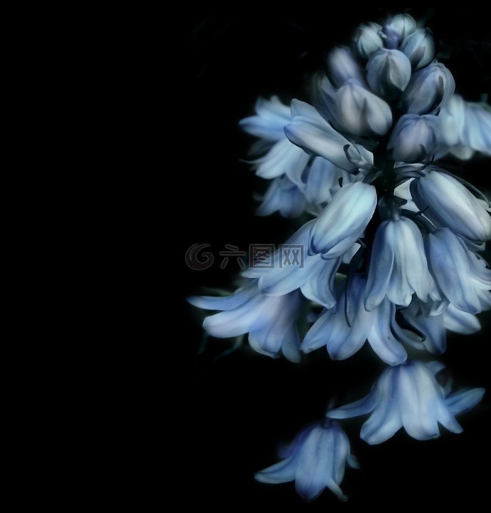铃铛花,鲜花,蓝色