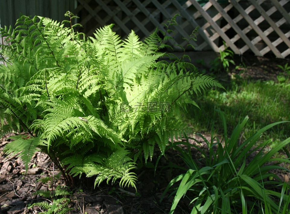 蕨类植物,植物,绿色