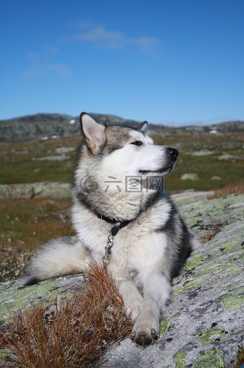 阿拉斯加雪橇犬,哈当厄尔高原山地,旅游