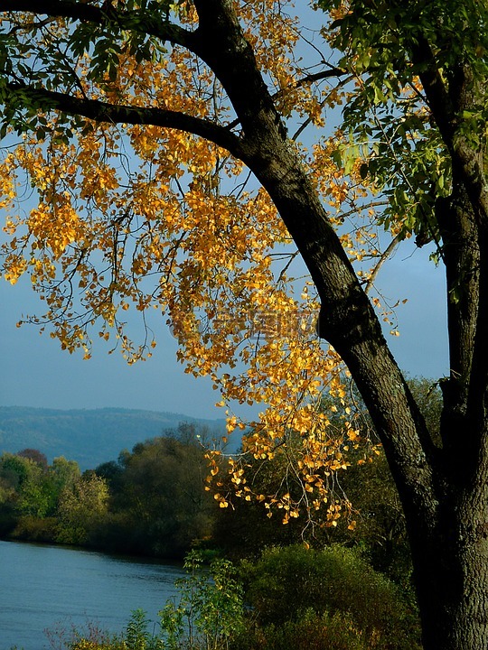秋季,秋天一棵树,秋天的树木