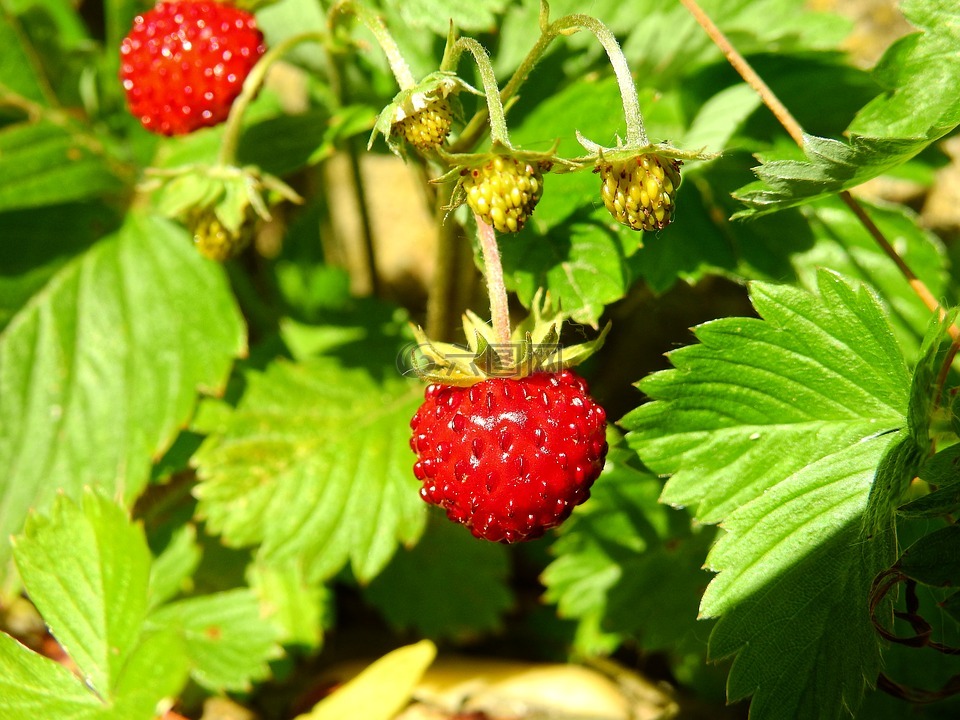 草莓,野草莓,浆果