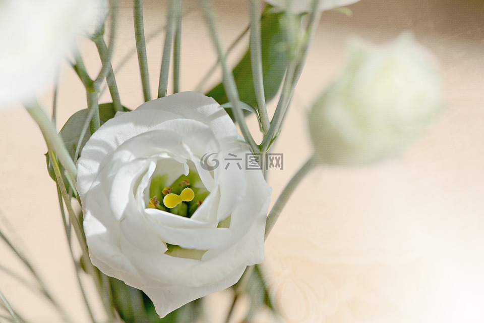 洋桔梗,花,开花