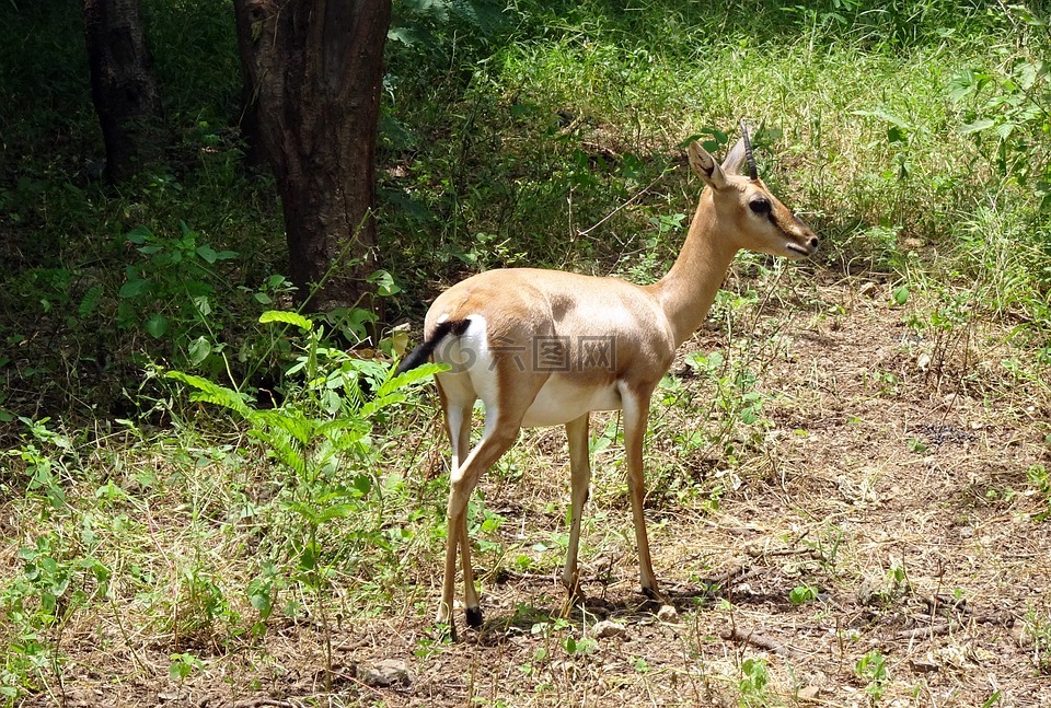 chinkara,gazella bennettii,印度的瞪羚