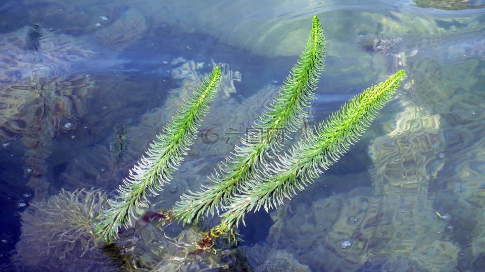 水,水生植物,动物区系