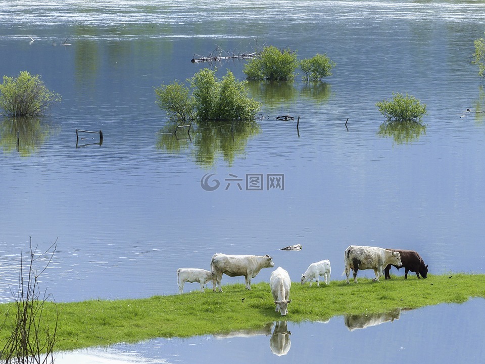 奶牛,小牛,喂养