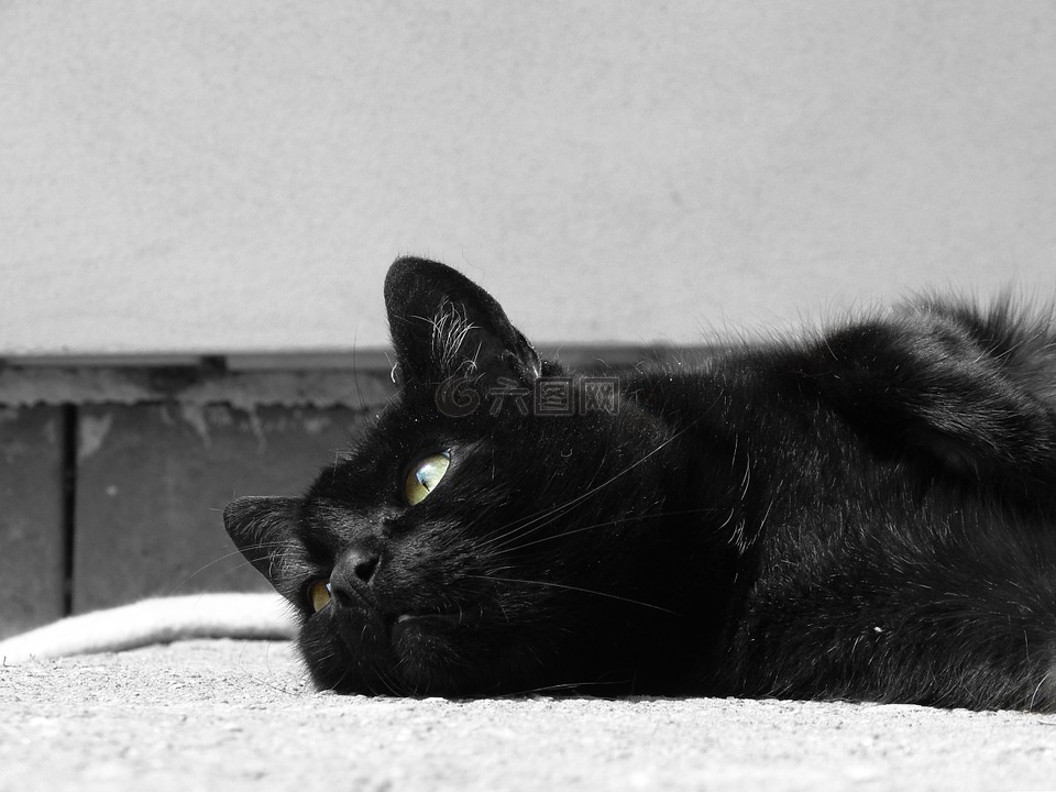 猫,黑色,眼睛