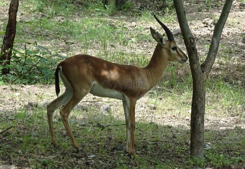 chinkara,gazella bennettii,印度的瞪羚