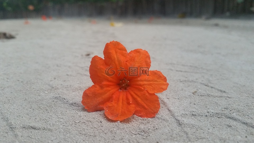 花,橙色,沙