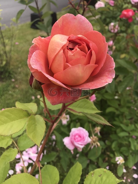玫瑰 蔷薇高清图库素材免费下载 图片编号 7129115 六图网