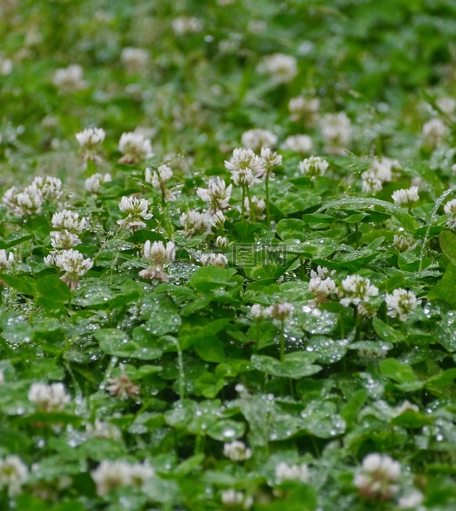 雨,黄芪,草