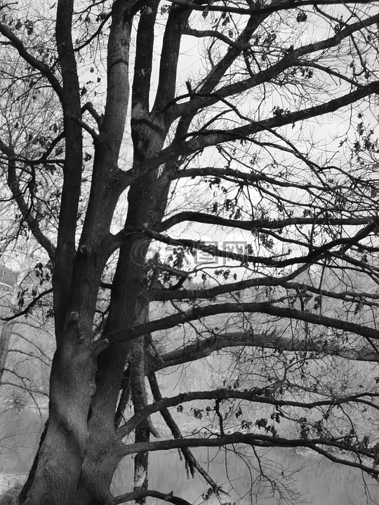树,暗,黑与白
