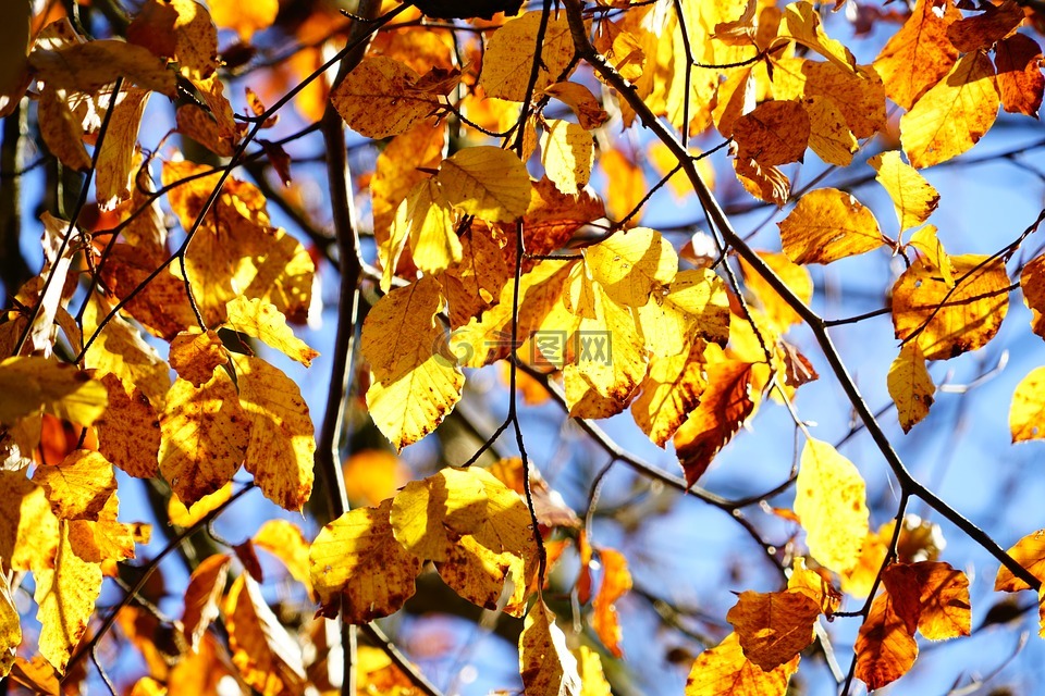 金色的秋天,榉木,树
