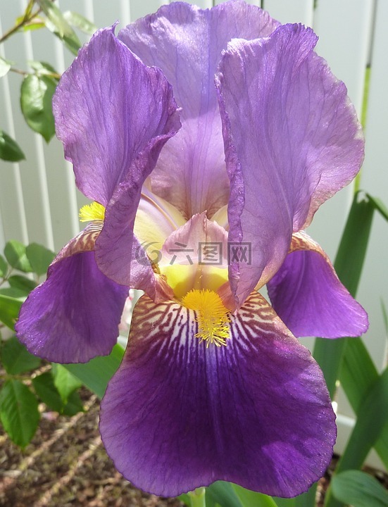 花,鸢尾花,紫色