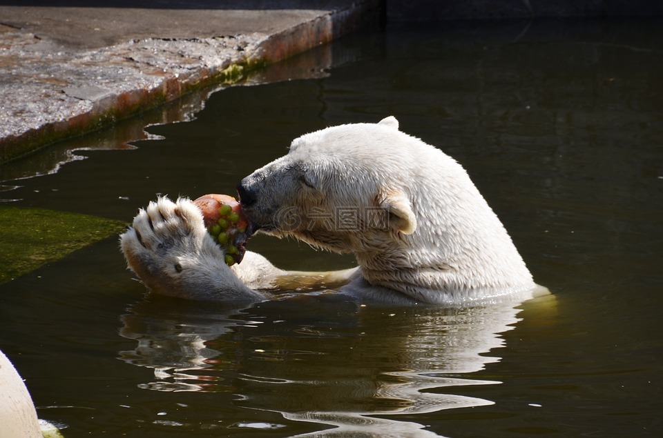 白熊,吃,水