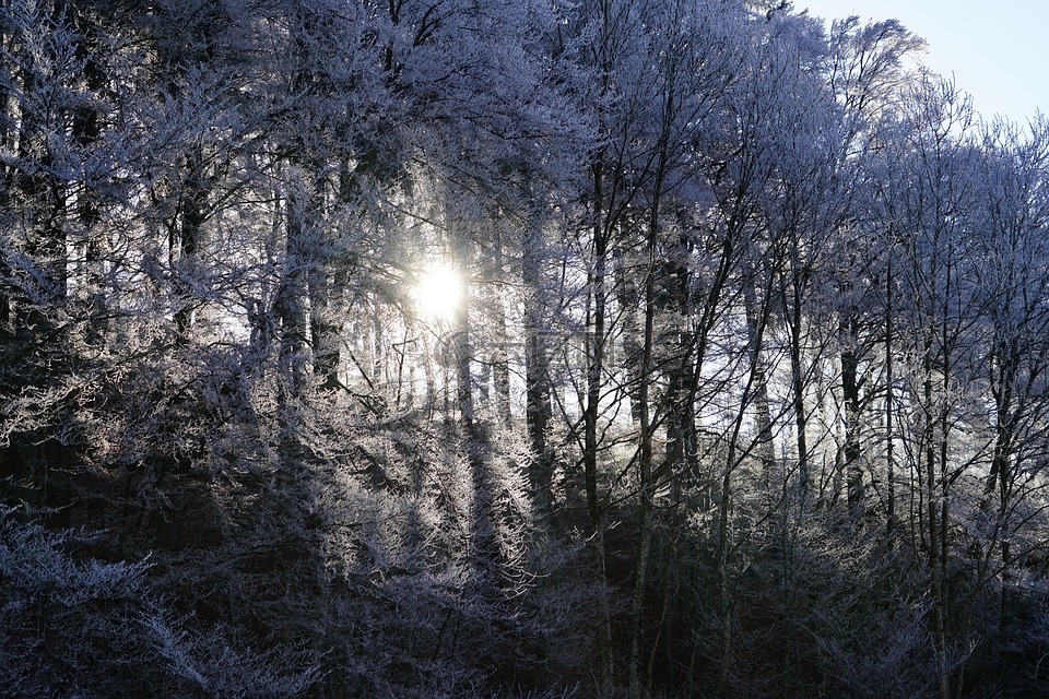 森林,阳光灿烂,霜
